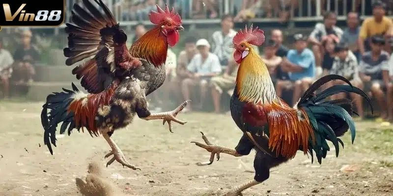 Bỏ túi các kèo cược để người chơi chọn lựa