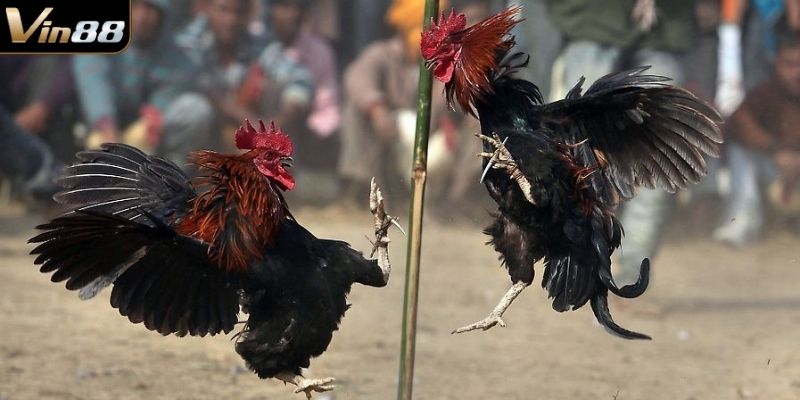 Bỏ túi người chơi cách bắt kèo đá gà chính xác