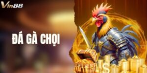 Đá Gà Chọi - Khám Phá Thông Tin Trước Khi Chơi Tại VIN88