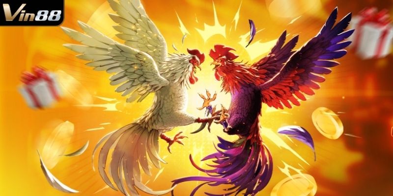 Đá gà chọi là gì?