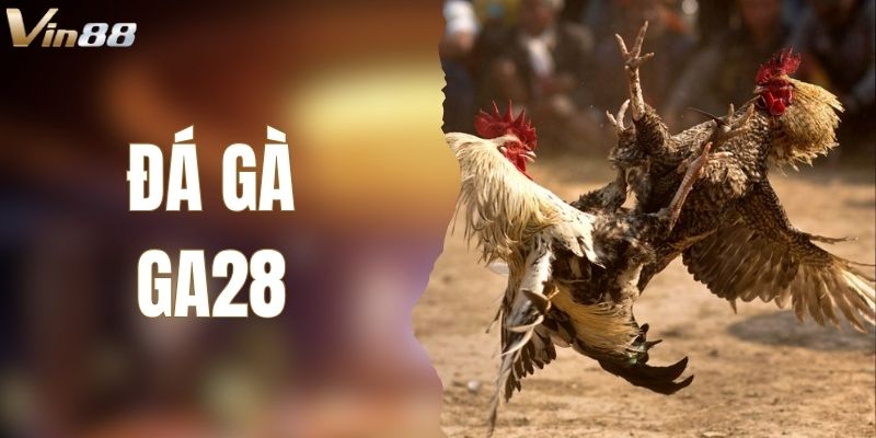 Sảnh Đá Gà GA28 Tại VIN88 - Cá Cược Thực Chiến Tốc Độ Cao
