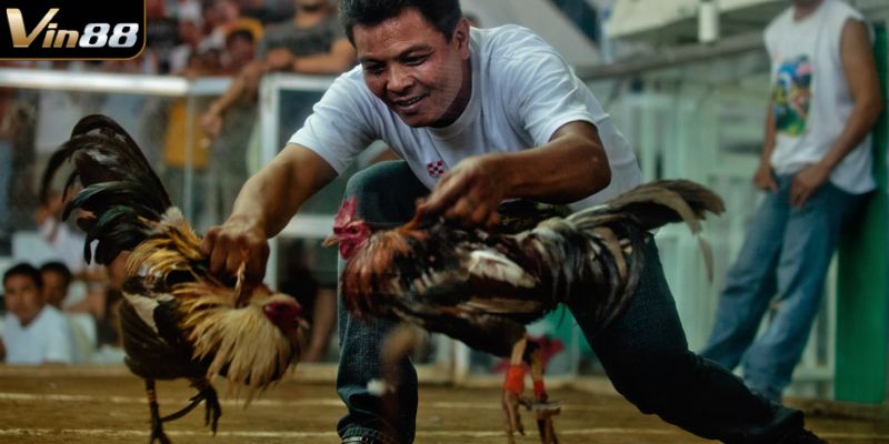 Sảnh đá gà ISC cho phép người chơi theo dõi các trận đấu trực tuyến